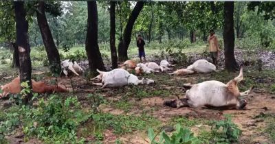 BREAKING NEWS : आकाशीय बिजली का कहर, 12 मवेशियों की मौत