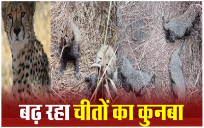 खुशखबरी : मादा चीता गामिनी ने 5 शावकों को दिया जन्म...इतनी हुई चीतों की संख्या खुशखबरी : मादा चीता गामिनी ने 5 शावकों को दिया जन्म...इतनी हुई चीतों की संख्या