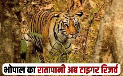  MP को मिला एक और टाइगर रिजर्व का तोहफा, 17 साल बाद 90 बाघों को मिला अपना घर